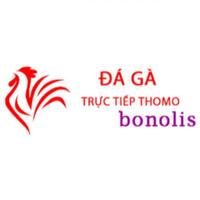 Đá Gà Trực Tiếp Thomo Hôm Nay