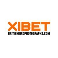 Xibet  britishbirdphotographs