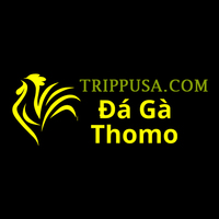 Đá Gà  Trực Tiếp Thomo
